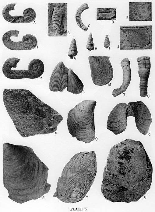 Fossil images, mollusks from the Hartland Member.
