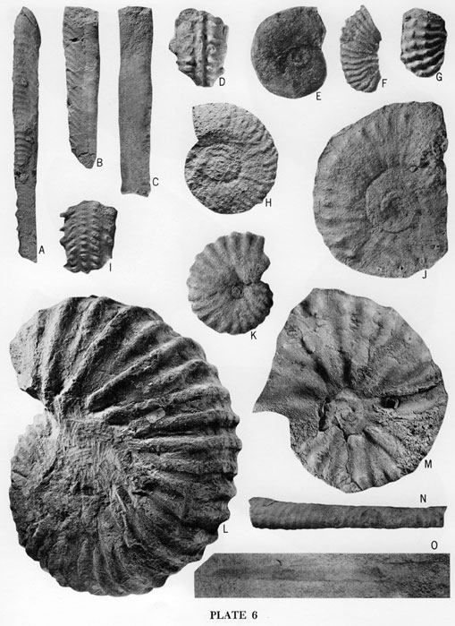 Fossil images, ammonites from the Hartland Member.