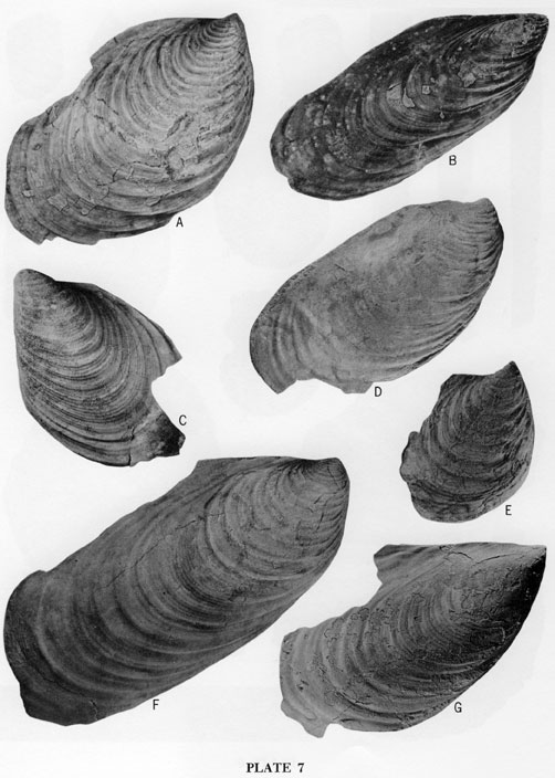 Fossil images, bivalves from the Jetmore Member.