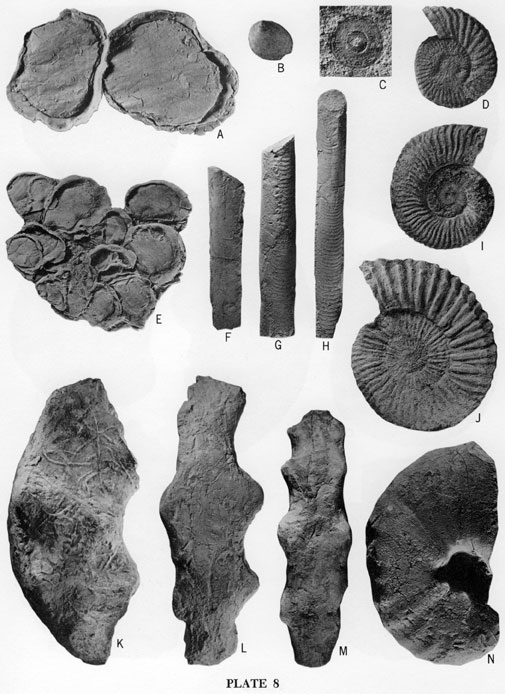 Fossil images, mollusks and a brachiopod from the Jetmore Member.