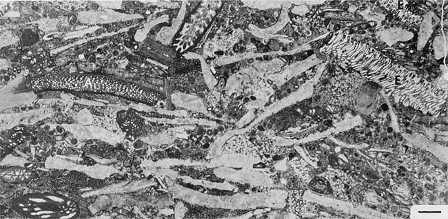 Black and white photo of thin section.