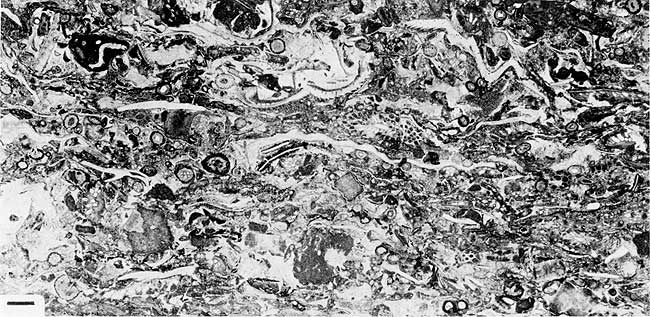 Black and white photo of thin section.