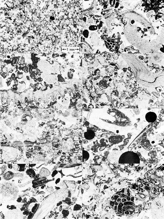 Eight black and white thin section photomicrographs.