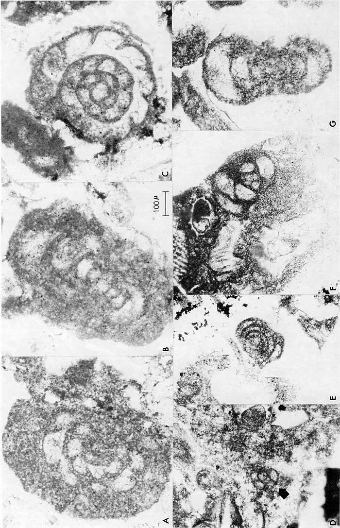 Seven black and white thin section photomicrographs.