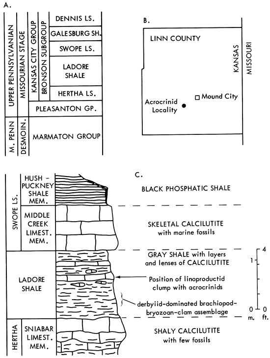 Ladore Shale in Kansas City Gp. above Hertha Ls and below Swope Ls; location of site in Linn Co., SW of Mound City.