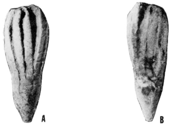 Black and white photos of Planacrocrinus klapperi.