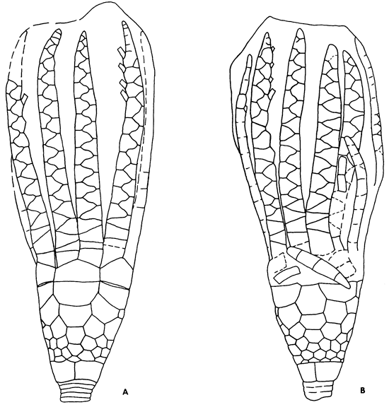 Drawings of Planacrocrinus klapperi.