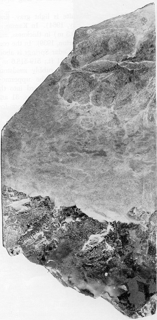 Black and white photo of core, halite layer, Flower-pot Fm.