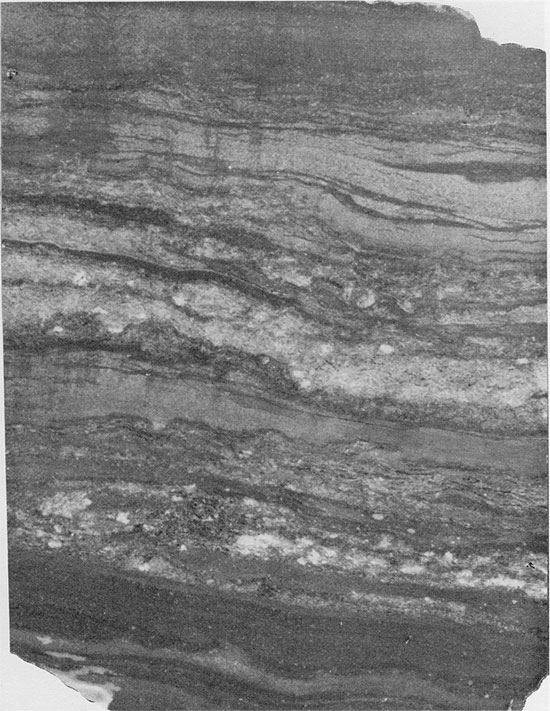 Black and white photo of core, shale and anhydrite of Blaine Formation.