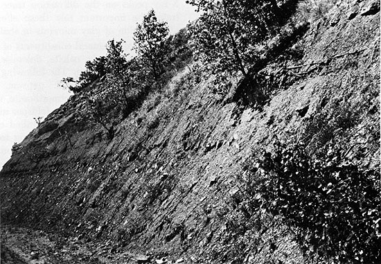 Black and white photo of dark, shaly roadcut, more resistant beds at top, small busehs sprouting out in middle.