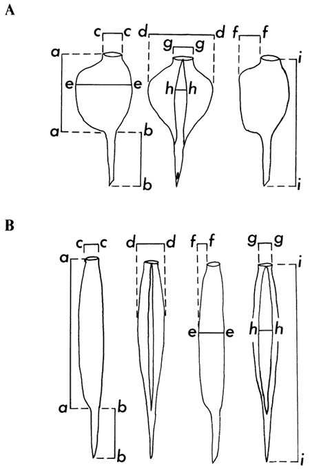 Diagrams of fossils are labeled with instructions on how measurements were taken.