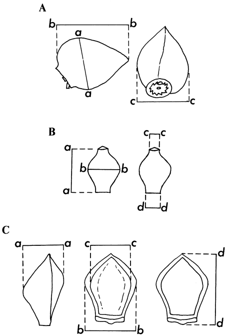 Diagrams of fossils are labeled with instructions on how measurements were taken.