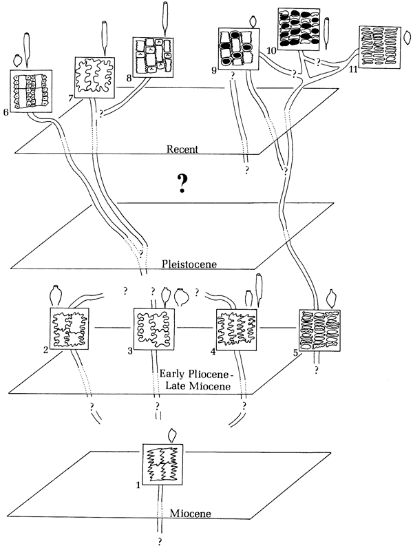 Flow chart shows connections of Miocene, Pliocene, Pleistocene, and Recent Stipeae forms.