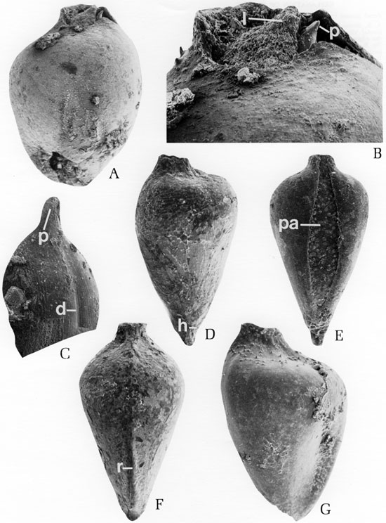 Black and white scanning electron microscope images of fossils, plate 1.