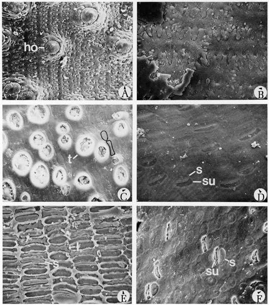 Black and white scanning electron microscope images of fossils, plate 10.
