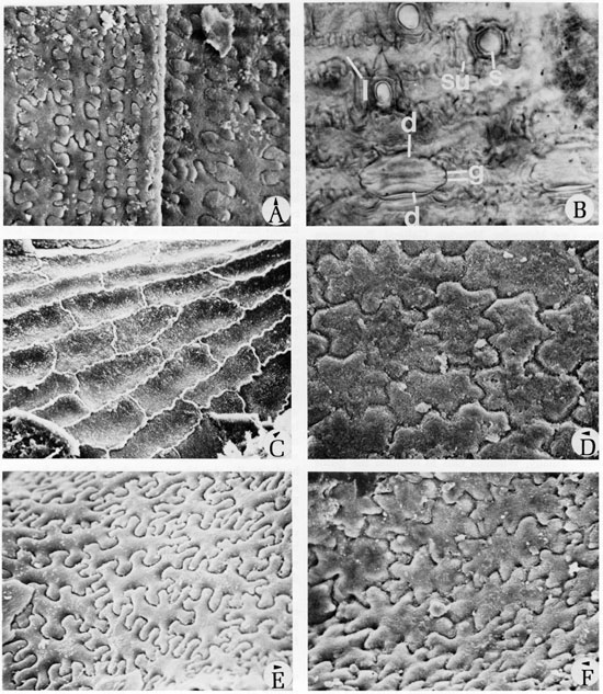 Black and white scanning electron microscope images and light micrographs of fossils, plate 11.