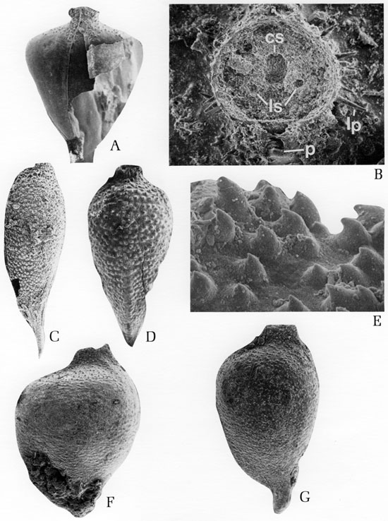 Black and white scanning electron microscope images of fossils, plate 2.