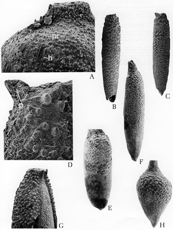 Black and white scanning electron microscope images of fossils, plate 3.