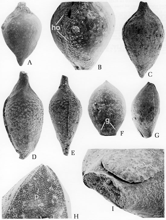 Black and white scanning electron microscope images of fossils, plate 4.