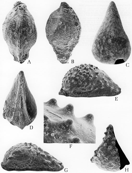 Black and white scanning electron microscope images of fossils, plate 5.