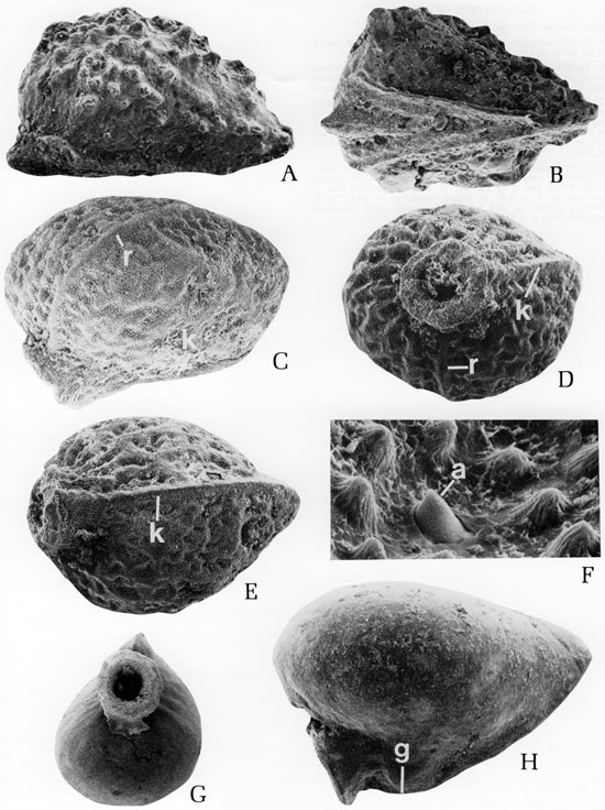 Black and white scanning electron microscope images of fossils, plate 6.