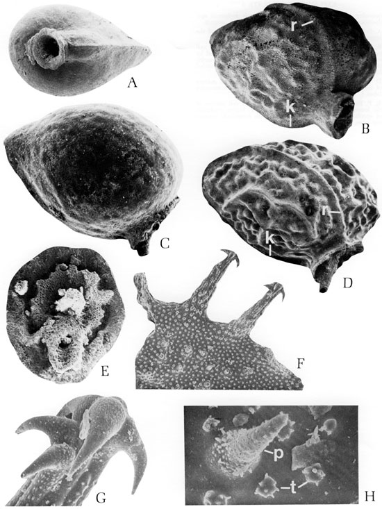 Black and white scanning electron microscope images of fossils, plate 7.