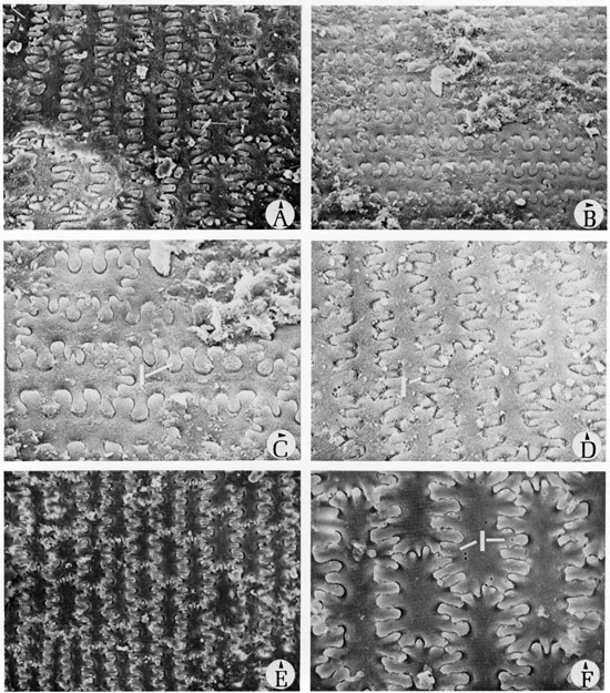 Black and white scanning electron microscope images of fossils, plate 8.