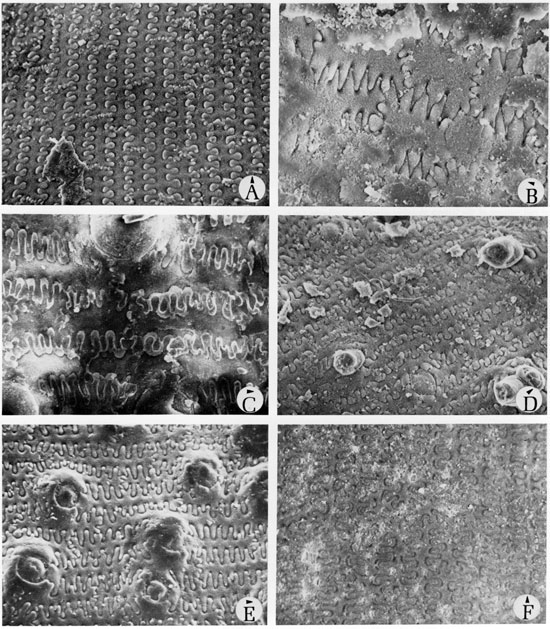 Black and white scanning electron microscope images of fossils, plate 9.