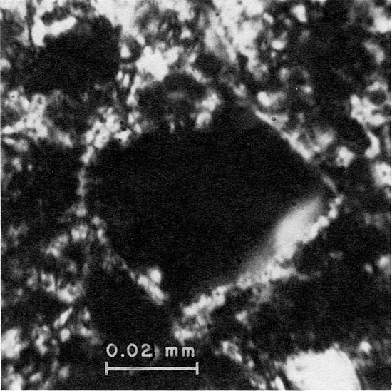 Enlargement of part of figure 10-C.