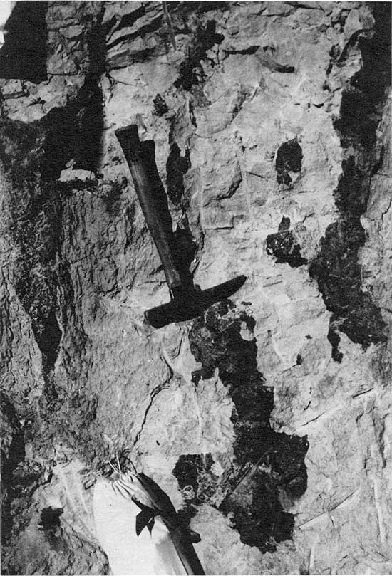 Rock hammer on outcrop of siltstone, light gray with very dark streaks (2-3 inches wide, several inches high.