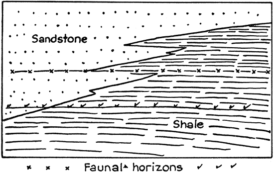 Diagram showing gradation of shale into sandstone, with faunal horizons persisting through both types of rock.