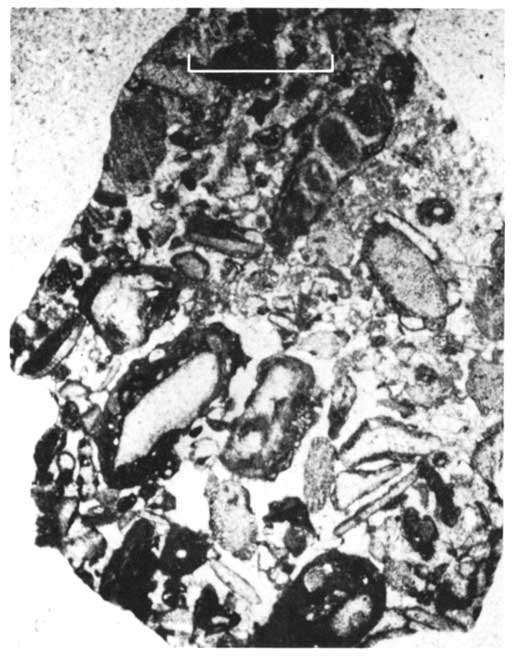 Black and white photo of thin section.