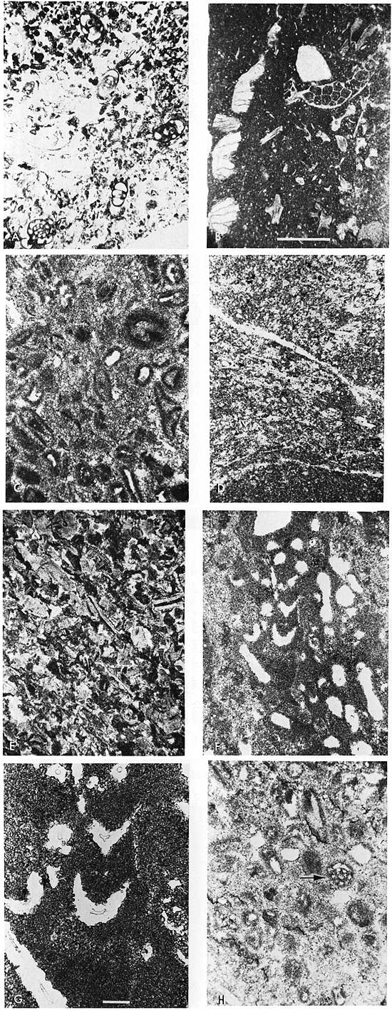 Black and white photos of thin sections.