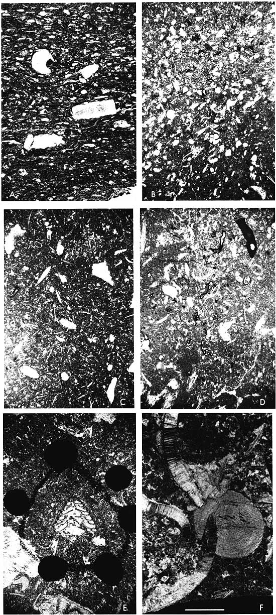 Black and white photos of thin sections.