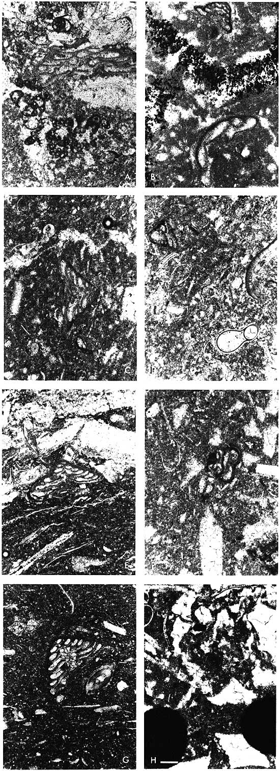 Black and white photos of thin sections.