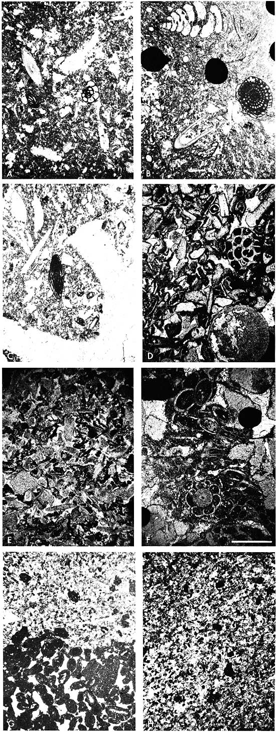 Black and white photos of thin sections.