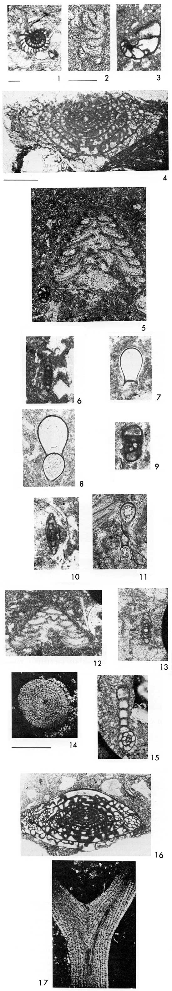 Black and white photos of microfossils in thin sections.