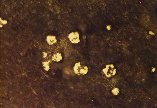 Color photo of brown matrix with light yellow-white material in small circular pieces.