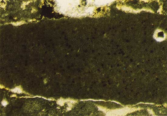 Color photo of olive green matrix, edged in light color.