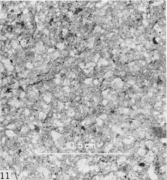 Black and white close up of bedding surface of well-laminated chalk.