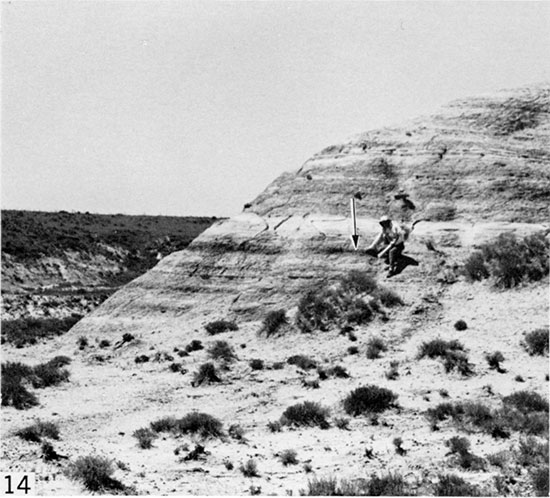 Black and white photo of organic-rich chalk, Logan County.