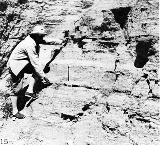 Black and white photo of bioturbated chalk, Gove County.