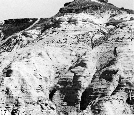 Black and white photo of buttress-forming, partially bioturbated chalk, Gove County.