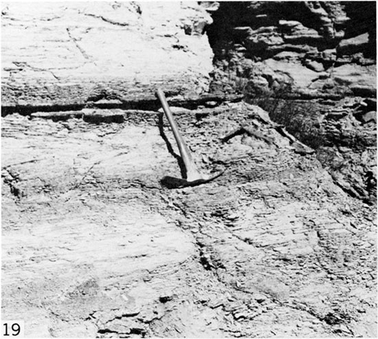 Black and white photo of bentonite seam bounded by resistant crusts of iron oxide, Logan County.