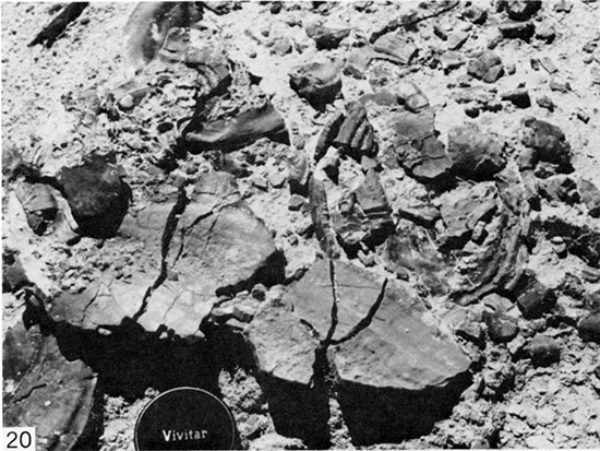 Black and white photo of Skeletal debris on eroded surface of shelly zone, Trego County.