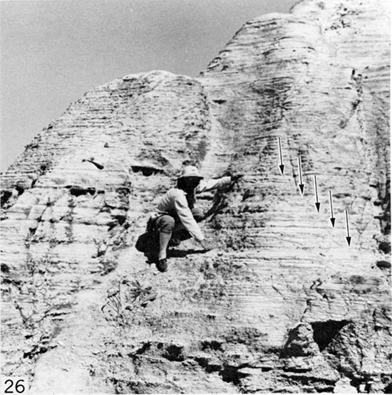 Black and white photo of five bentonite seams (arrows), which underlie buttress- and (above) caprock-forming chalk of Marker Unit 10.