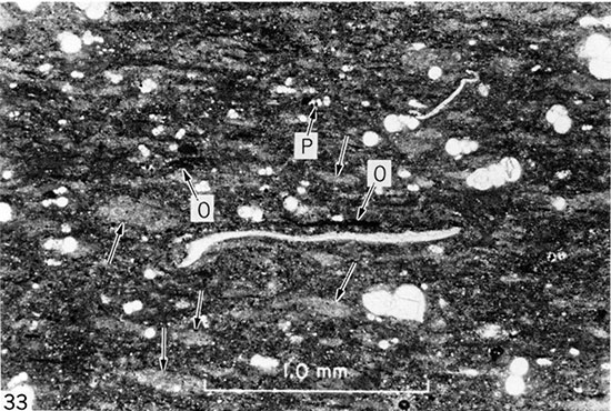 Black and white photomicrograph of laminated chalk, Gove County.