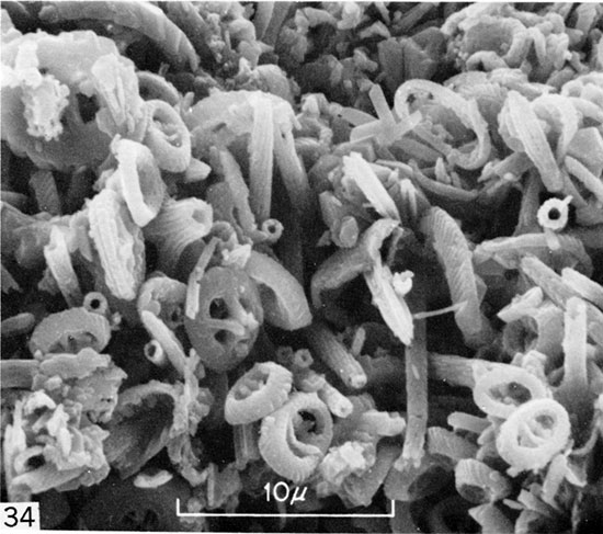 Black and white micrograph of fecal pellet from laminated chalk, Trego County.