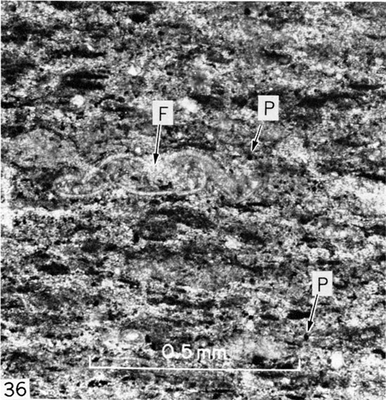 Black and white photomicrograph of laminated chalk showing crushed foraminifer, Gove County.