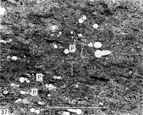 Black and white photomicrograph of nonlaminated, nonbioturbated chalk, Logan County.